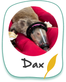 Donate to Dax