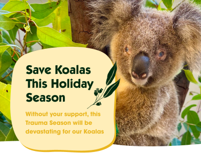 Save Koalas This Holiday Season. Without your support, this Trauma Season will be devastating for our Koalas Save Koalas This Holiday Season. Without your support, this Trauma Season will be devastating for our Koalas