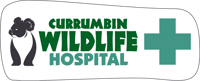 CWH Logo Horizontal - Green - Lock Up