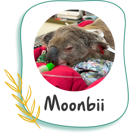 Donate to Moonbii Donate to Moonbii