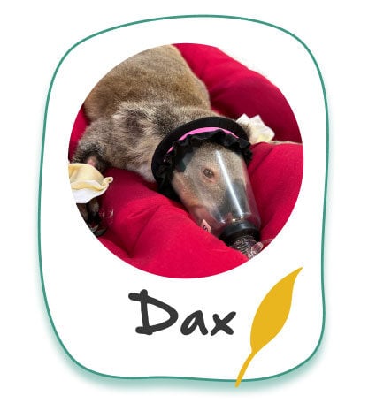Donate to Dax Donate to Dax